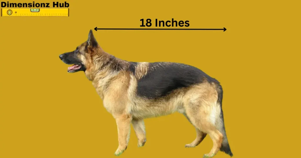 how long is 18 inches