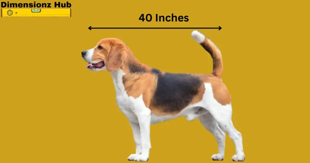 how long is 40 inches

