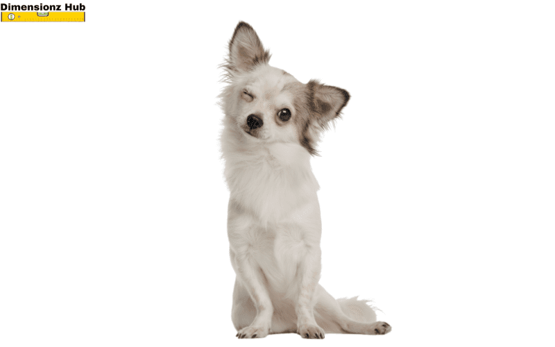 how long is 21 inches