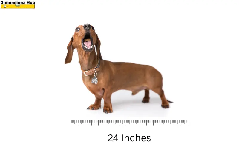 how long is 24 inches