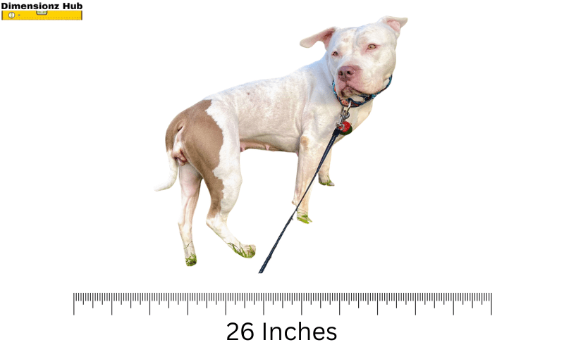 how long is 26 inches