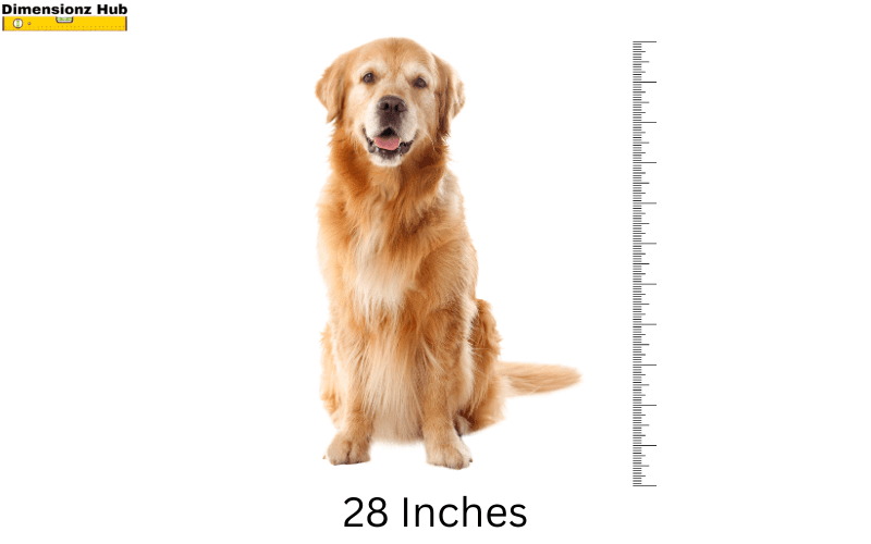 how long is 28 inches