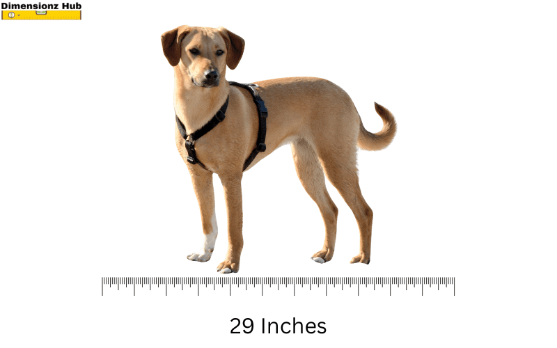 how long is 29 inches