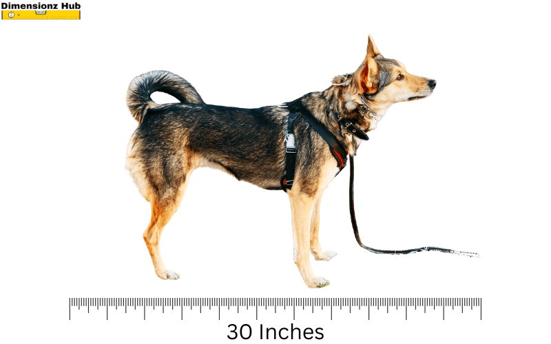 how long is 30 inches