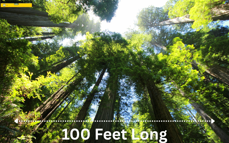 how long is 100 feet
