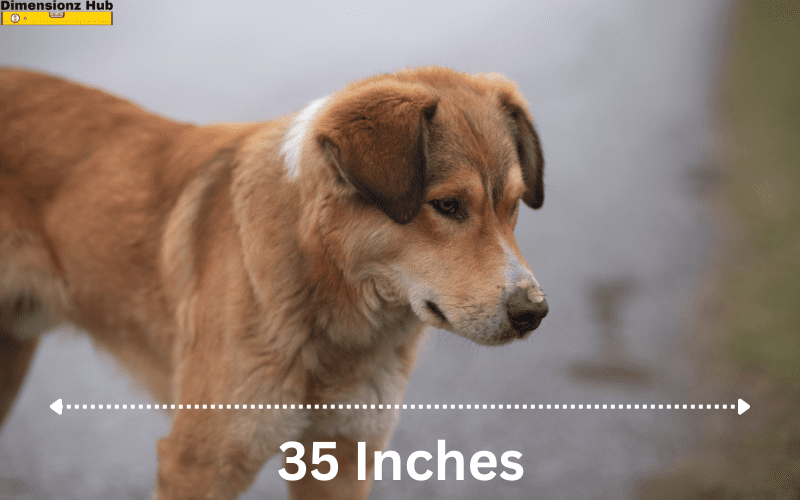 how long is 35 inches