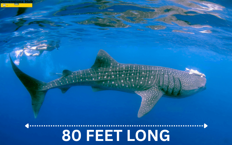 how long is 80 feet