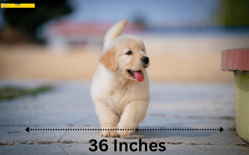 how long is 36 inches