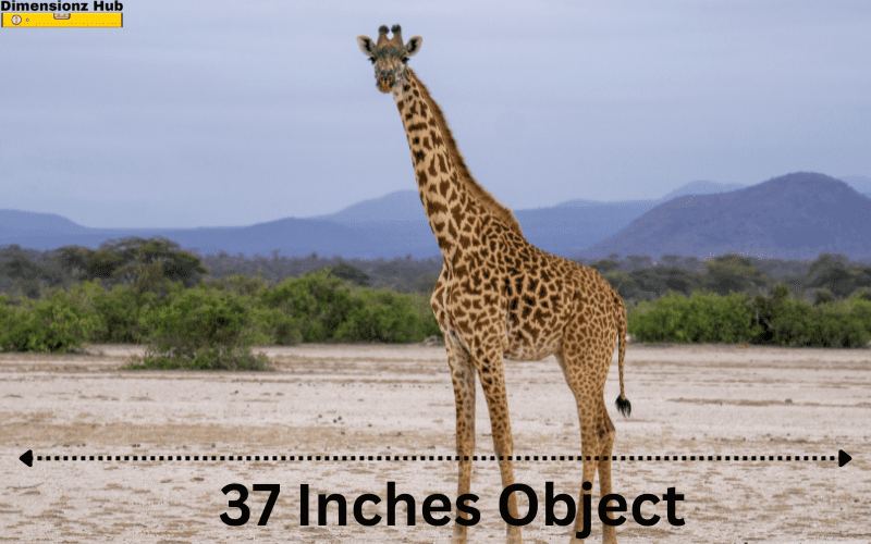 how long is 37 inches
